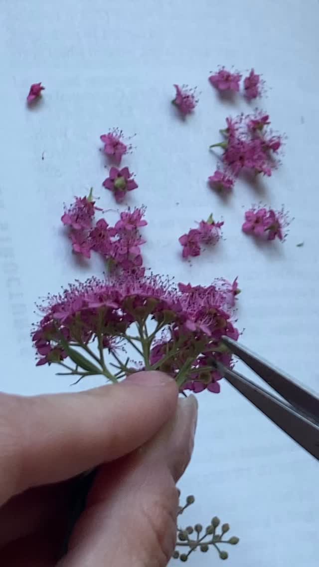 …So I’d say about 2-4 months.
#handmade #resinartist #handmadejewelry #resinartwork #resincraft #jewelry #wearableart #smallbusiness #resinjewellery #artist #handmadewithlove #flowers #jewellery #artistsoninstagram #resinobsession #artresin #resincrafting #handcrafted #shopsmall #pressedflowers #handmadejewellery #shoplocal #norcalmade #placercounty #californiamade #oneofakind #Brandeemaecreations #homegrownflowers #botanicalartist