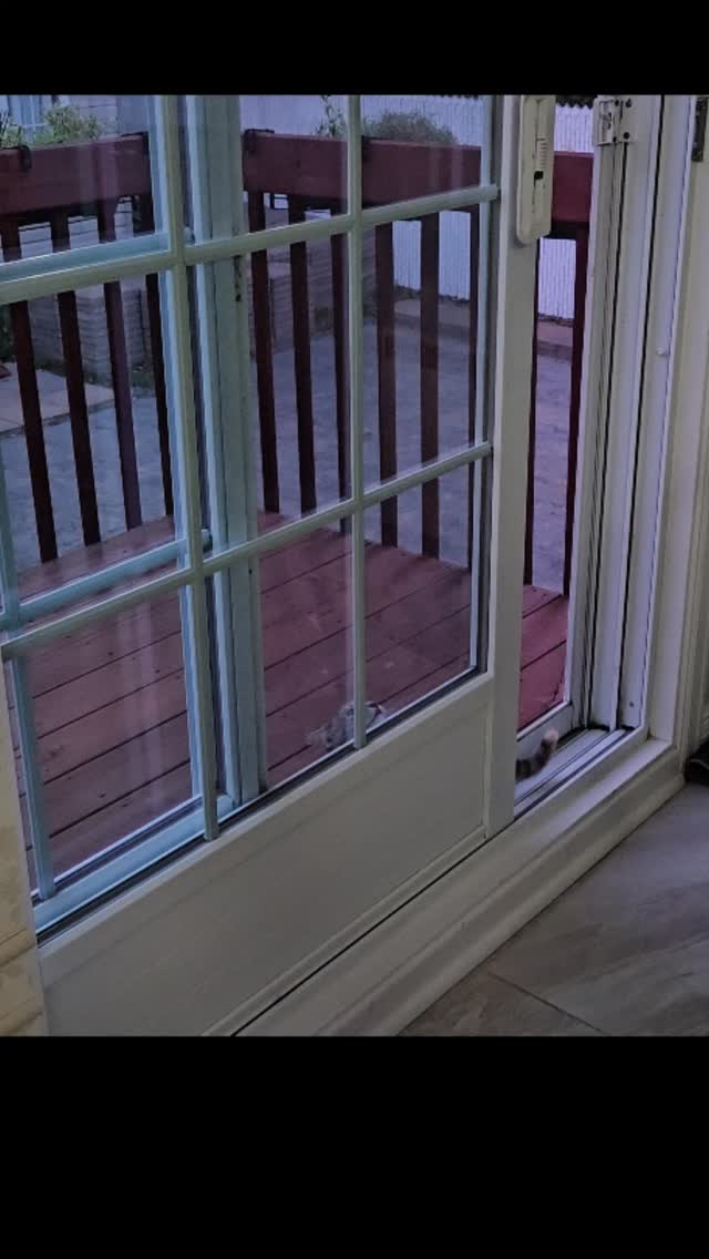 This is what you get for bringing in a kitten 😎