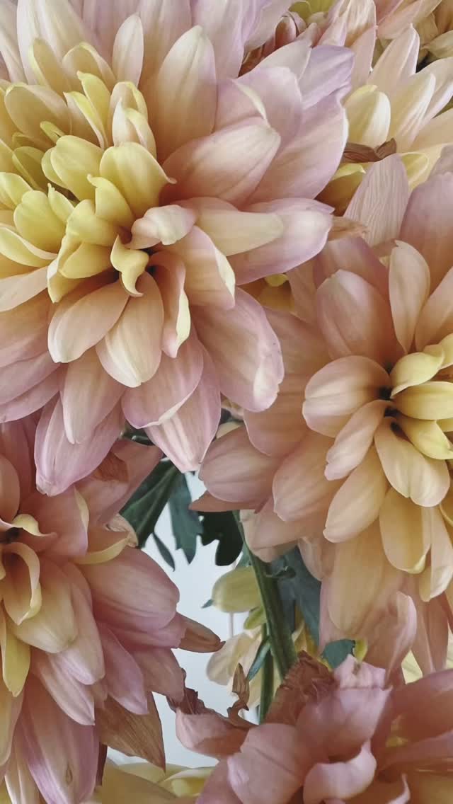 I love the colours and beauty of spring…these were from the florist but I’m inspired by the come back of floral gardens with flowers to pick #nanasgarden #chrysanthemum