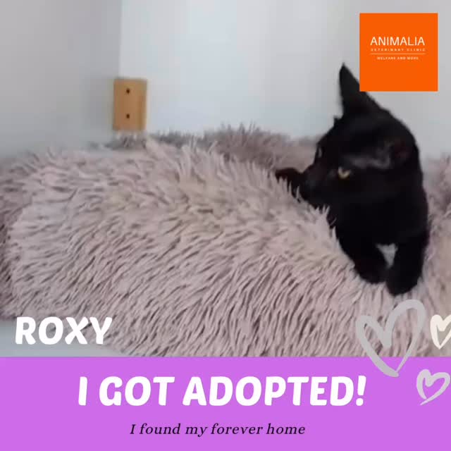 #animaliauae #uae #loveuae #cats #animals #animalwelfareinschools #communitycats #animalrescue #abudhabi #animalcare #vetclinic #veterinaryhospital #veterinaryclinic#mastersurgeon #surgery #adoptdontshop #catadoption #education #animaliapaws #animalwelfareabudhabi#animalwelfareeducation #youthprograms #sustainability #yearofcommunity #uae2025 @dofeuk @animaliauae