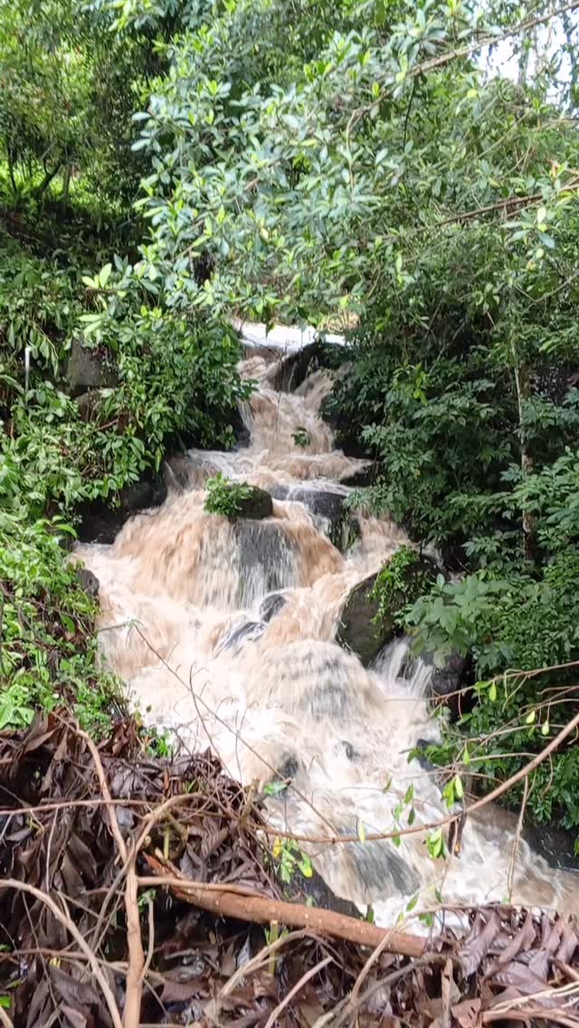 And it’s the rainy season!
🔗 Write the link in our profile to fight poverty through coffee quality—from washeds to naturals, carbonic maceration naturals to yeast ferments, fruit ferments to geishas and beyond.
#greencoffee #specialtycoffee #nicaragua #naturalprocess #honeyprocess #thirdwavecoffee #coffeesourcing #maracaturra #goldenbeannorthamerica #directtrade #directtradecoffee #coffeeprocessing #sustainablecoffee #biodynamiccoffee #coffeeprocessing #coffeeroasting #coffeefarm #sampleroasting #goldmtncoffee #besocialbegold #coffeefermentation #carbonicmacerationcoffee #nicaraguancoffee #fightingpoverty #washedprocess #yellowcaturra #maragogype #fruitfermentcoffee #coffeesapling #fruitfermentationcoffees