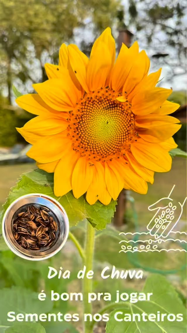 #semeio #chuva #girasol #girassóis🌻 #niterói #compostagem