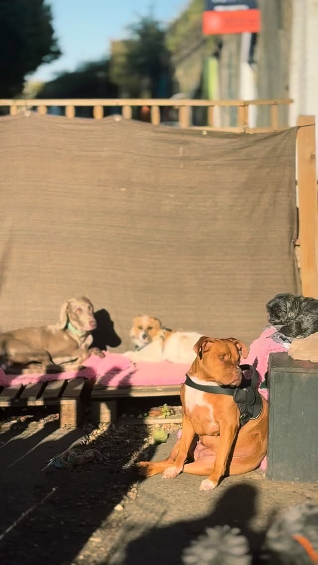 Catching the last of the London sun 🌝🌕🍁
#chilldogs
#cooldog
#relaxingdogs
#sundog
#londonsun
#chillforlife
#getthoserays
#basking
#lovedogs
#doggydaycare
#londondogweek