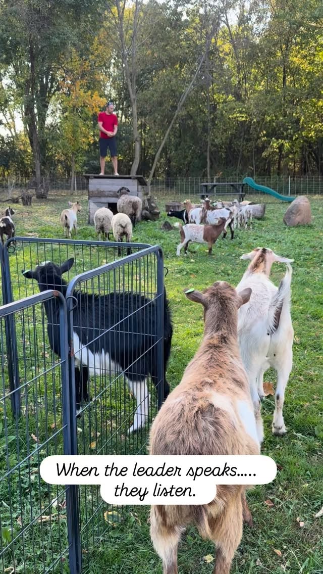 A little pep talk for the crew before the new week starts.  #wisconsin #goats #leadership