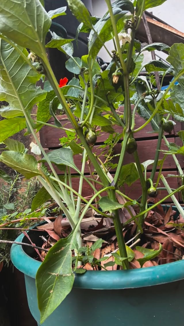 Amazing to see this little zone come back to life after some neglect! 🌿 🌾💦🪻🐝🥬 Everything’s looking really great now with a fresh layer of compost and mulch, new companions and pest-repelling plants, and it’s all starting to bloom beautifully. So much variety and so many harvests coming up! 🙌
