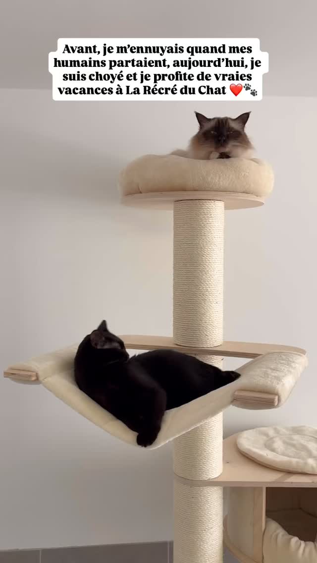 Votre félin sera entre de bonnes mains et ce n’est pas Berlioz et Cola qui diront le contraire 🐱💖
Confort, attention et tranquillité pendant votre absence
📩 Offrez-lui un séjour confortable et sécurisé pendant votre absence !
#larecreduchat #aixenprovence #pensionpourchats #aixmaville #hotelpourchat #chat #hotelpourchats #cat #letholonet #passionchat