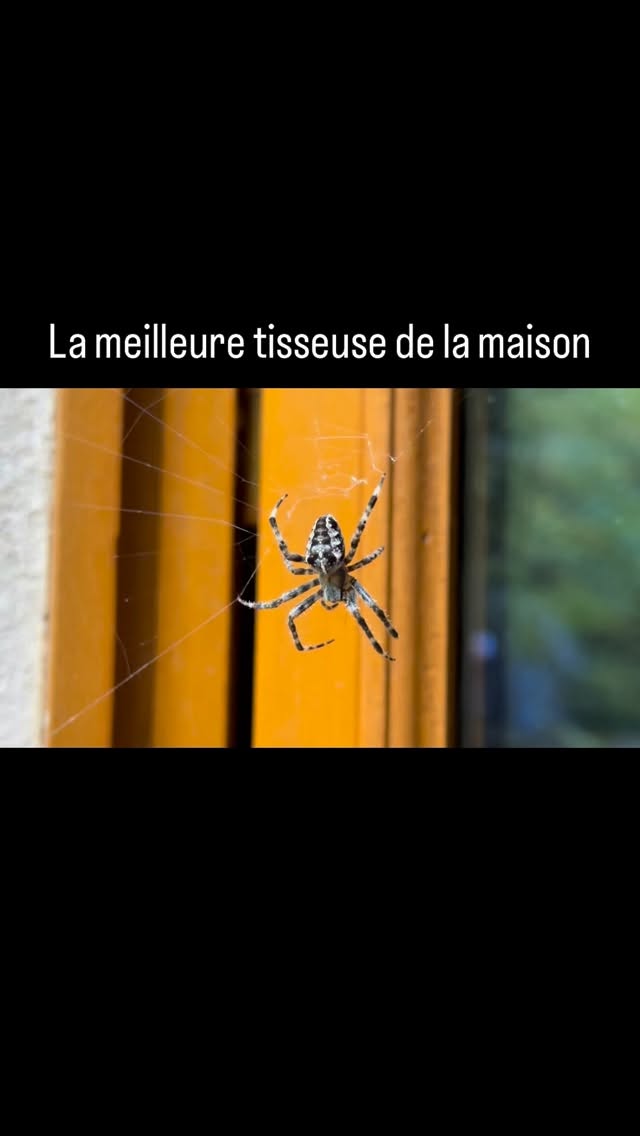 #araignée #spider #tisseuse
