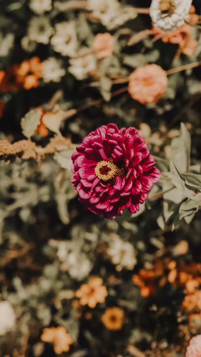 The Layering Love Retreat photos are back 🩵and oh my goodness, they brought it all rushing back. The laughter, the tears, the stillness, the warmth. Thank you, Sam, for capturing every layer of love and light that filled that weekend.
There’s a reason these gatherings feel so healing. When women connect in safe, heart-centered spaces, our bodies release oxytocin, lower cortisol, and strengthen the nervous system’s ability to regulate. Science calls it co-regulation… I call it magic. ✨
Held at the lovely Luna Rosa studio
May we keep gathering, creating, and remembering how powerful it is to heal together. 💞
#LayeringLove #SerendipityWellness #ReikiRetreat #SisterhoodHealing #heartcoherence