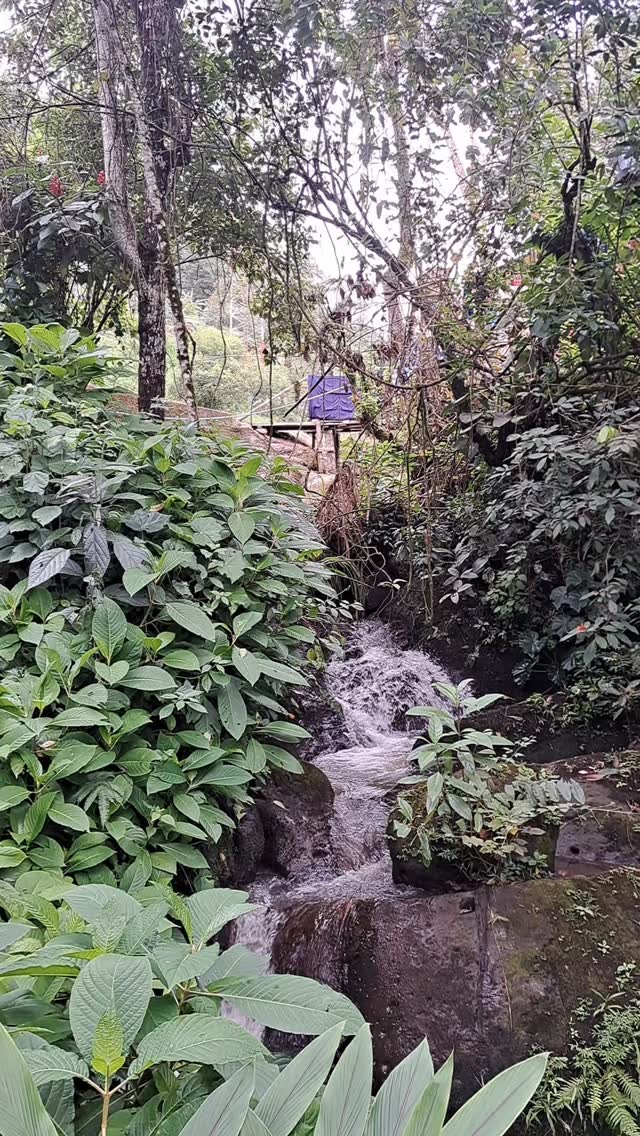 In the offseason we have a tiny harvest that we sell locally. Here we’re using a washing channel and mini dams to separate less-dense beans from better quality because… well… there really isn’t a need if it’s for local sale but we do so anyway because we’re obsessed with quality… and it’s become part of our nature to do everything to the max quality.
🤝 If you’re a roaster seeking a long-term business relationship with those who farm your beans, reach out!
🔗 Click the link in our bio or DM our farming group. We ship almost anywhere on pallets.
#greencoffee #specialtycoffee #nicaragua #naturalprocess #honeyprocess #thirdwavecoffee #anaerobiccoffee #pacamara #directtrade #directtradecoffee #woc #coffeeprocessing #sustainablecoffee #biodynamiccoffee #coffeeroaster #coffeesorting #coffeeroasting #coffeefarm #sampleroasting #goldmtncoffee #besocialbegold #coffeefermentation #carbonicmacerationcoffee #nicaraguancoffee #worldofcoffee #yellowpacamara #yeastcoffee