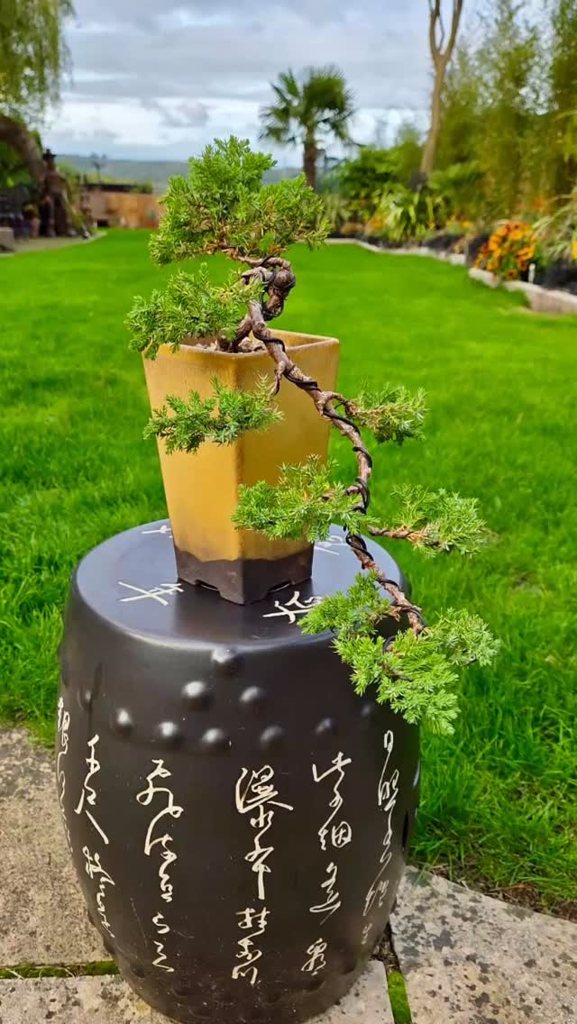 Cascade Juniper procumbens Nana.
Age 4 years
@southstaffsbonsai . #bonsai #gardeninspiration