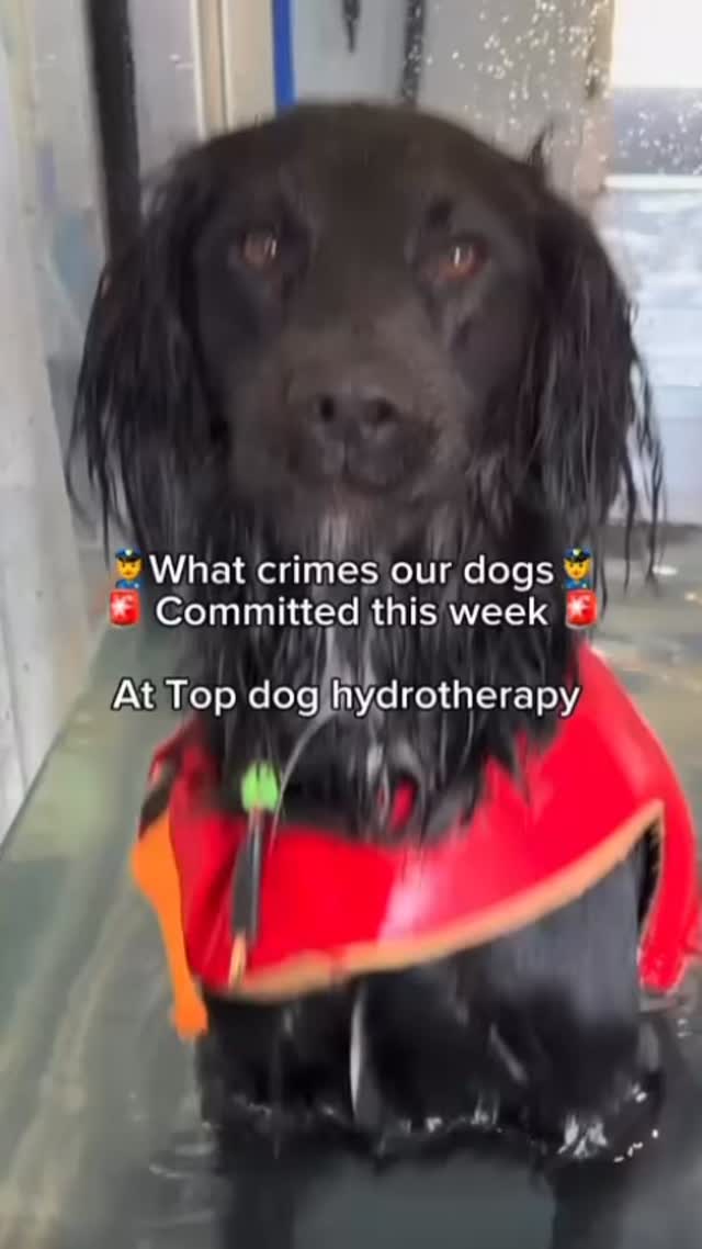 🐾🚨 Paws and Order: 1 🚨🐾 What crimes are our dogs guilty of today? Stealing toys? Demolishing cheese? Refusal of harness? 👮♂️🐶 #PawsAndOrder #DogCrimes #GuiltyAsFluffed