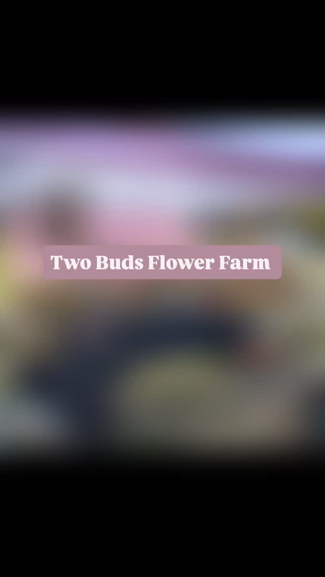 @twobuds_flowerfarm is headed to Candor this Saturday for the @bringingvintagehome fall market — we’ll be there from 9–3 at Fitzgerald Park!
Looks like it’s going to be a gorgeous fall day… perfect for vintage finds, yummy food trucks, and supporting some amazing local vendors! 🍂
We’ll have fresh flowers, dried flower arrangements, and a few fall gifts from the farm — come say hi and enjoy the day with us! #twobudsflowerfarm #freshflowers #driedflowers #candornc #bringingvintagehomefallmarket #localflowerfarmer #sevenlakesnc #supportlocal #localflowerfarmer #pinehurstnc #westendnc #foxfirevillage