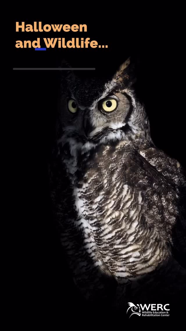 This Halloween decorate with wildlife friendly options.