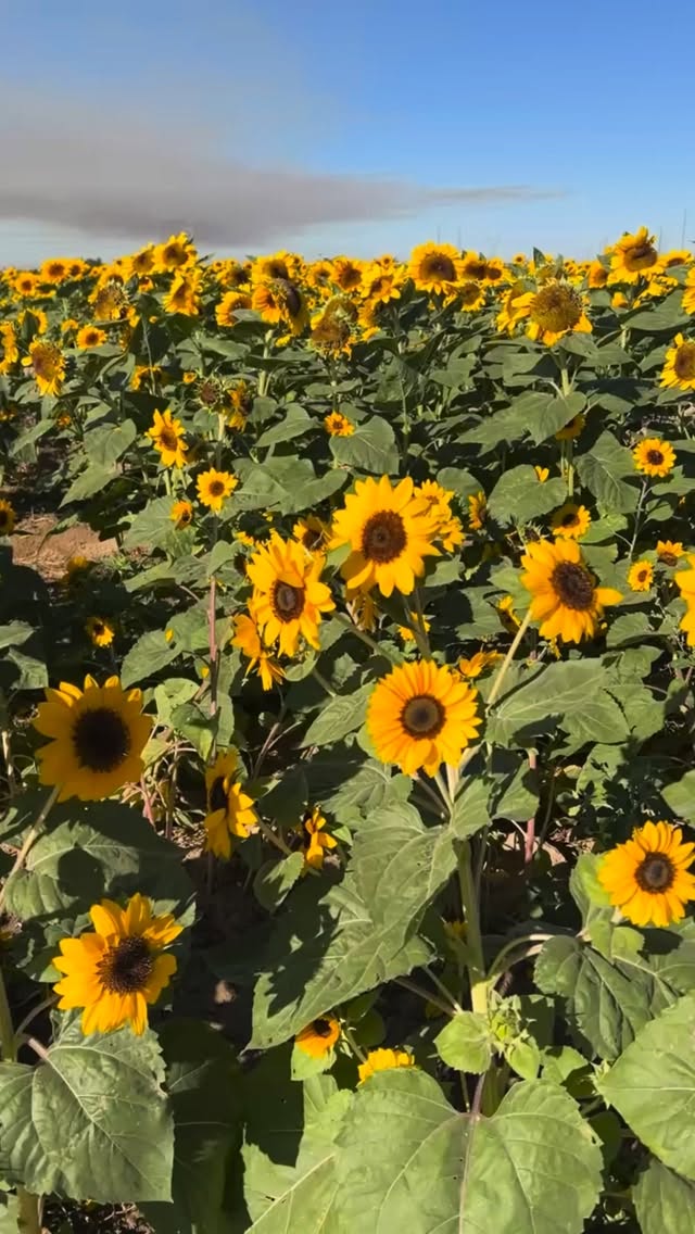 Hello, October 🌻 Our Wild Wonders families welcomed the fall season in the sweetest Arizona way — wrapped in sunshine, sunflowers, and pumpkins.
Thank you to Sweet Flower Home for hosting us at the sunflower fields and giving our little explorers the chance to hear, touch, see, and discover the beauty right here in our neighborhood.
#verradomoms #outdoorlearning #goodyearmoms #litchfieldparkmoms #natureschool #natureplay #handsonlearning