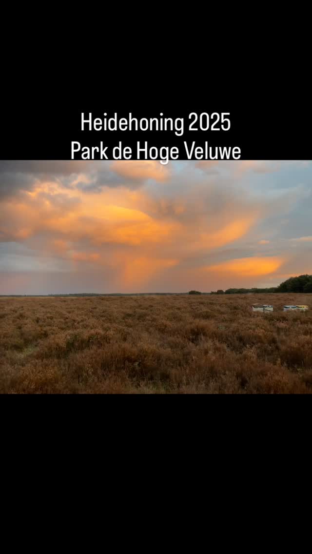 We hebben in augustus tijdens de Heide bloei, een bijenvolk naar park de Hoge Veluwe gebracht. Ze hebben overheerlijke Heidehoning verzameld. We hebben de raampjes geslingerd en 250 gr potjes afgevuld. Nu verkrijgbaar.