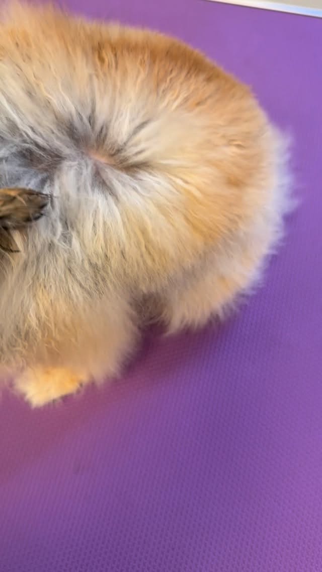 #grooming #luzern #hundesalon #spitz #pomeranian