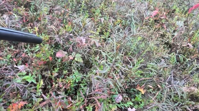 Betty is back to work after having a beautiful litter of Chance puppies. 💕💕