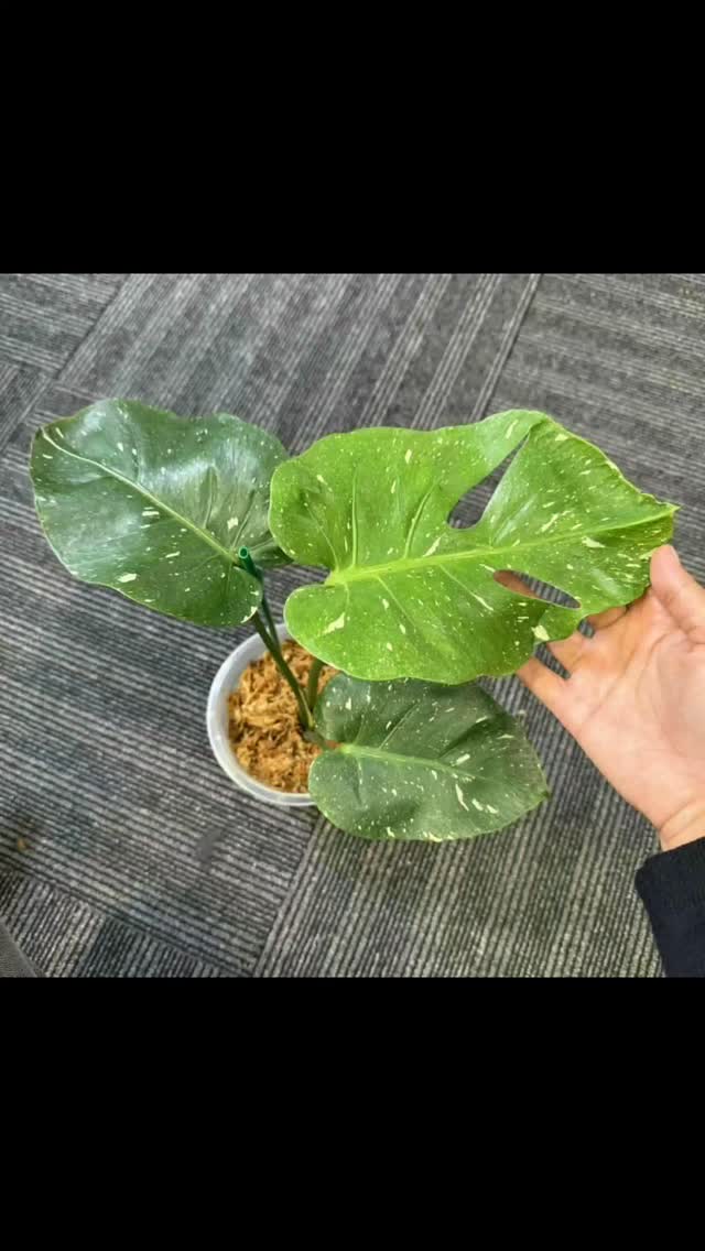 some picks from the show that will be headed our way this next weekend 😍😍
#thehenandthechick #smallbusiness #plants #greenhouse #plantsofinstagram #tropicalplants #thailand