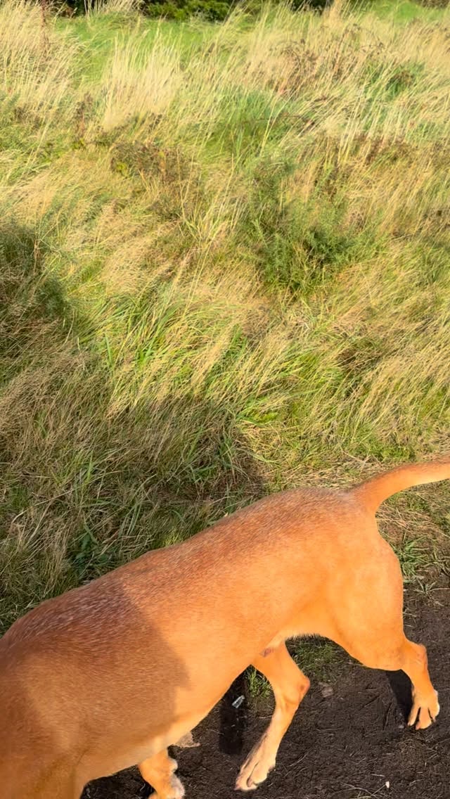 Laters Storm Amy👋 😎🌊🍃Blue skies on the Red Rock Hike with @moloneykellydmc and @lenovo Presidents Club. #howthadventures #dublin #ireland #laters #stormamy @abbeytavernhowth