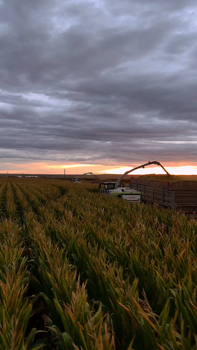 Always up before the sun.