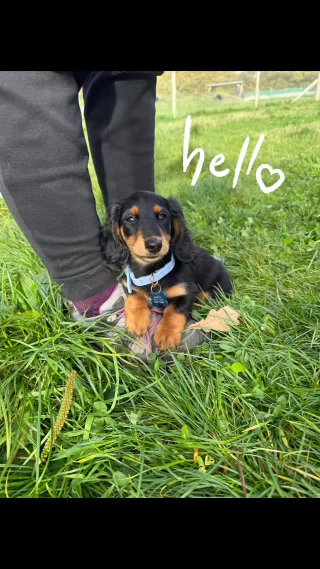 Welcome to Bramble on his first day! Isn't he a sweetie 🥰