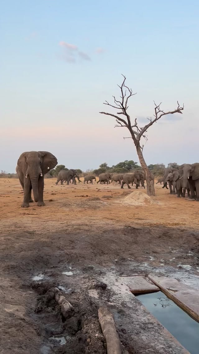 There’s nothing quite like Jozibanini. Hidden deep in Hwange, it’s wild, remote, and completely unforgettable. From the underground hide, you watch giants move just meters away — every rumble, every breath, every splash of water so close you can feel it.
It’s a humbling experience, eye-level with elephants in their world.
This is Jozibanini — raw, real, and one of the most intimate wildlife encounters you’ll ever have. 🌿🐘
#JozibaniniCamp #HwangeNationalPark #ElephantEncounters #SafariMagic #WildZimbabwe #isithombesafaris