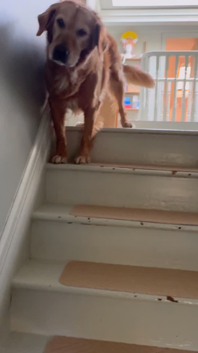 🐕 ❤️ 🥰 Bless! Love him so much!!! Why do they have to get old so quickly??! This guy loves to spend the day in the studio with me, but it’s a long way back down and he’s been struggling a bit lately with the back legs slipping a bit. Got these great stick on strips of carpet for the treads and thought he’d be delighted. 😂 #dogloverstagram #stupiddog #funnydogvideo #mansbestfriends