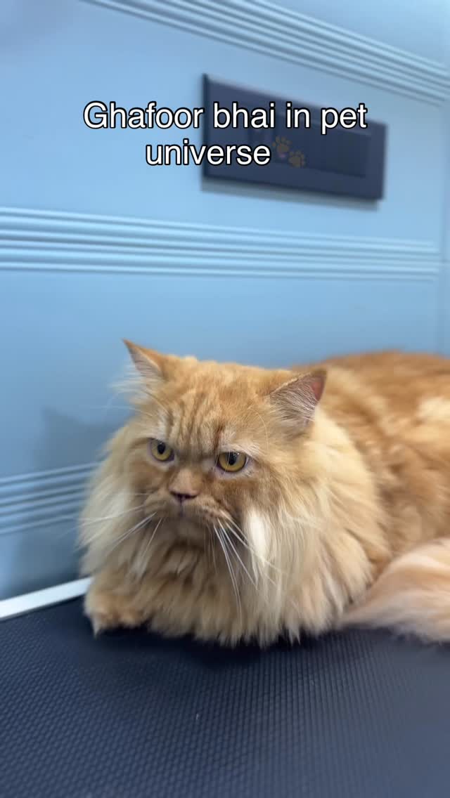 Groomed this absolutely handsome boy Simba🐾 which gives more of a ghafoor vibe🐱🐱
#mumbaipetslovers #petstudio #trendingreels #mumbaipets #groomer #groomerlife #groomerlove #grooming #groom#petcare #trendingaudio #trending #trendingreels #viralreels
(Groomerslife,pet groomers,femalegroomer,trendingaudio,viralreels)