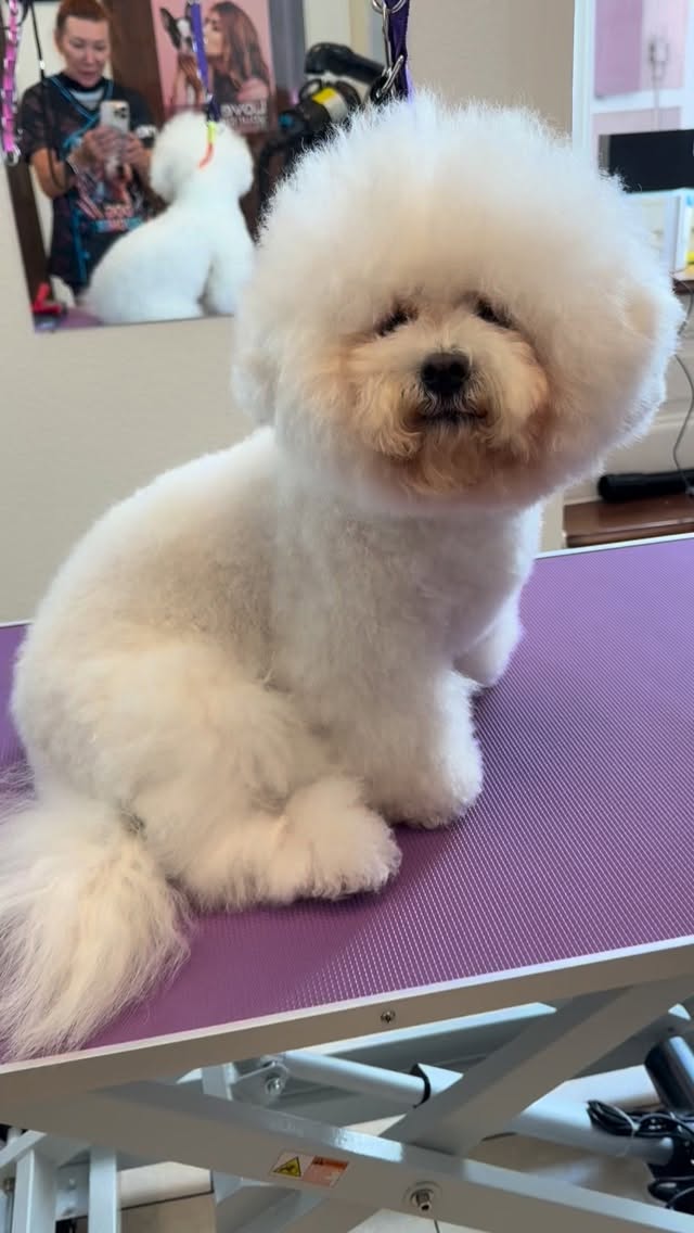 #grooming #grooming_luzern #hundesalon #luzern #bishonfrise #bishonfrisé