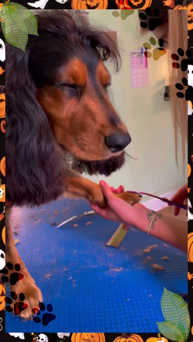 Sleepy Vibes with @walkingwithsimba
🐾 Worried about loud or busy environments for your pup?
At Knine, our work week has a mix of calm, quiet moments 🧘♀️ and those fun, barky bursts of energy 🐶—it’s all part of the grooming life!
✨ Our quietest days are Mondays, Fridays, and Saturdays.
If your pup prefers a more relaxing environment, we recommend booking on one of these days (though we can’t promise total silence… dogs will be dogs 😉).
💥 Our busiest days are Tuesdays and Thursdays, when we have the most staff on hand—which also means more appointment availability!
Whether your pup thrives in calm or lively surroundings, we’ll make sure they get plenty of care, cuddles, and comfort every time they visit. 💛
#KnineGrooming #DogGrooming #DogGroomer #DogSpa #DogSalon #DogCare #HappyDogs #CleanPup #FreshGroom #PamperedPup #DogLovers #GroomerLife #DogGroomingLife #PetGrooming #PetCare #FluffyDog #DogHealth #CalmPup #DogAnxiety #PuppyGroom #DogWellness #GroomingDay #Dogsofinstagram #PetSalon #furryfriends