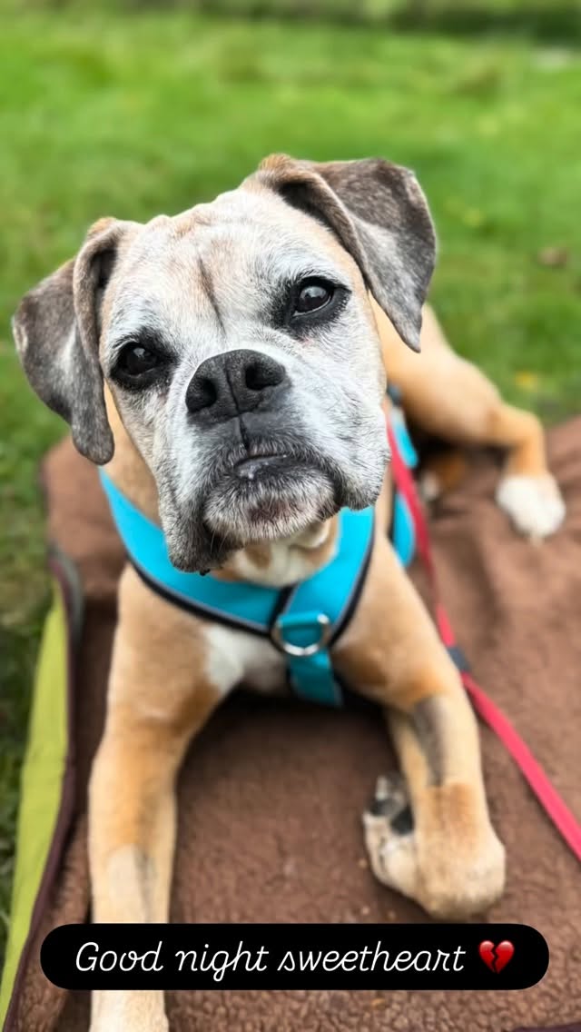 This morning I said goodbye to my best friend Twix, Pickle to those who knew her best. From office dog, to the reason I started Pawsome. She has been with me through everything. She truly was epic! I couldn’t have wished for a better dog. I really couldn’t have done it all without her. Good night sweet heart. 💔