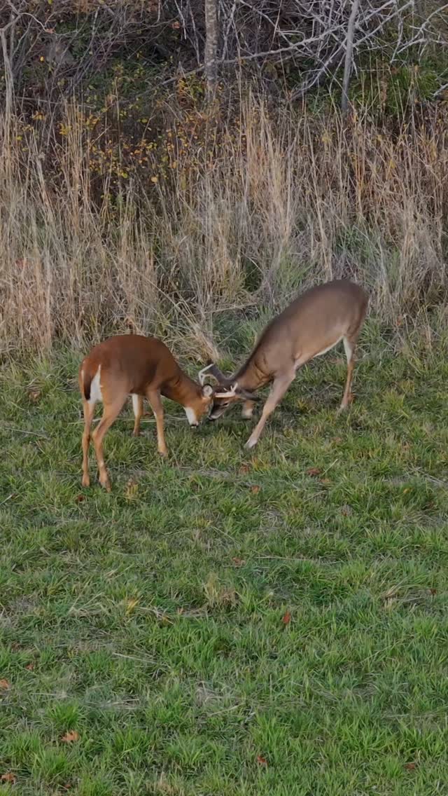 Who will win at the end? 🤜🏽👊🏽💥 #mainephotographer #deerseason #deerfight #mainewildlife #dronevideo