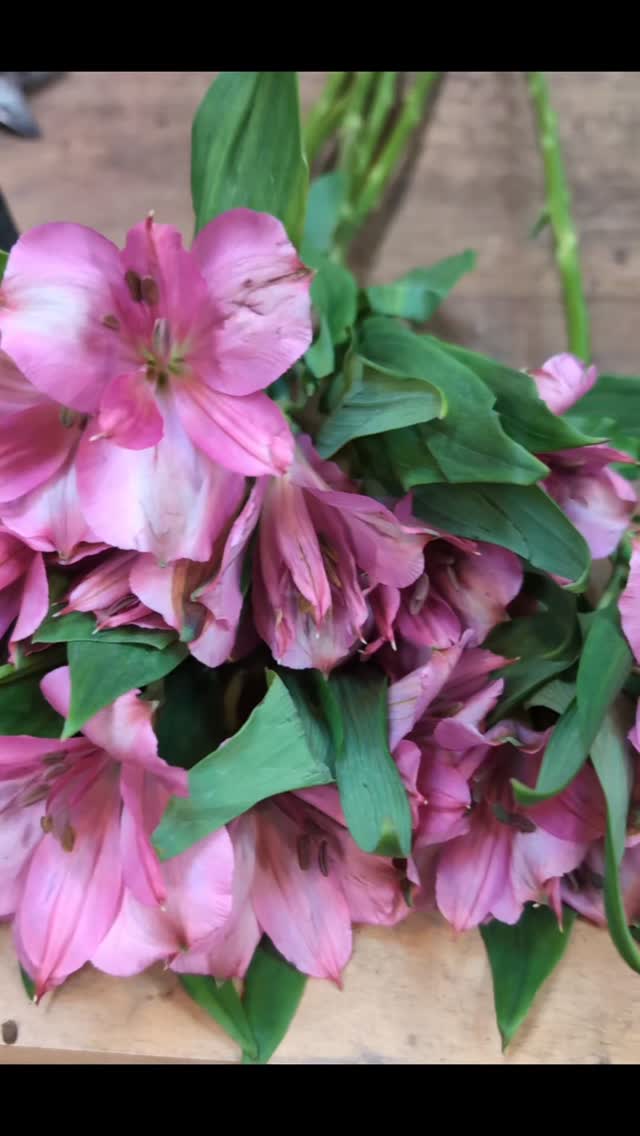 Un bouquet plein de douceur pour accompagner un nouveau départ 💐✨
Un délicat mélange de lisianthus, d’hortensias, de roses et d’alstroemerias, dans des tons tendres de blanc et de rose, pour dire “merci” et “bonne route” avec élégance et émotion 🌷🤍💗
Chaque fleur porte un message de gratitude et de renouveau, parfait pour célébrer une belle page qui se tourne 🌿🌸
#fleuriste #fleur #floriste #flower #nice #bouquet #depart #entreprise #fleurs #creationflorale #artisanfleuriste #rose #blanc #emotionenfleurs #cadeaufleuri #flowersofinstagram #fleursdenice