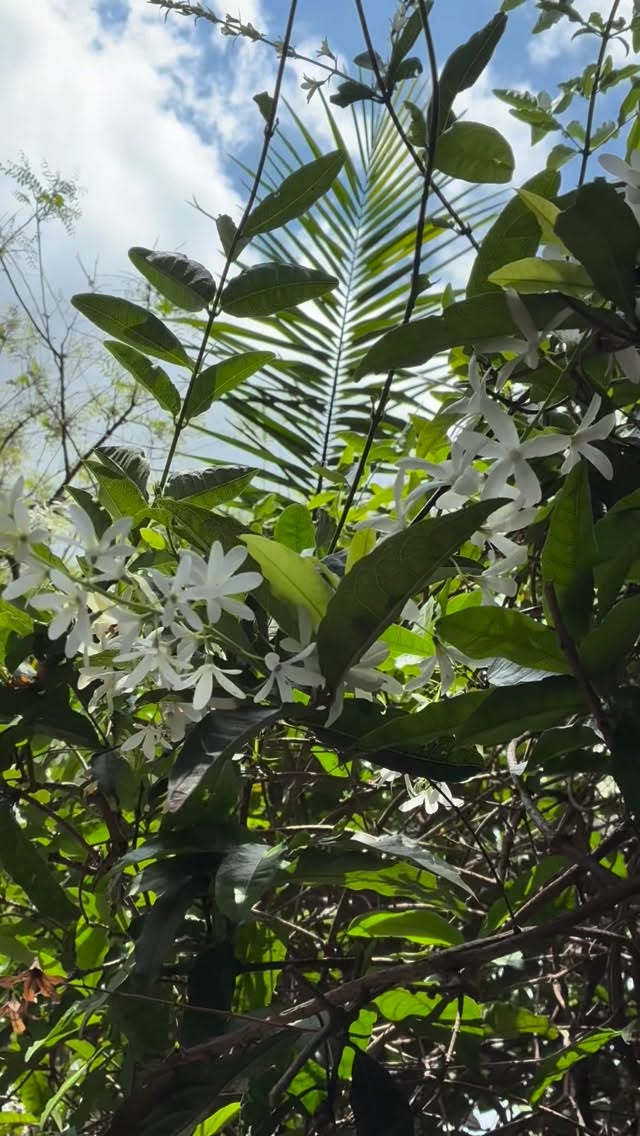 A pretty perfect landscape! Every tree and plant plays a role!
For example for this home, they’ve got jasmine for pollinators and fragrance on the edges, mulberry for fruit and shade and makes for a perfect guild for the trees and plants around it, and of course the gorgeous Brunfelsia for its soft beauty, fragrance and calm.
In permaculture, we call this working in layers of function, where every plant supports another, creating a space that’s abundant, balanced, and alive. It’s so wonderful to be amongst these diverse canopies 🌿🌾🪻🌳