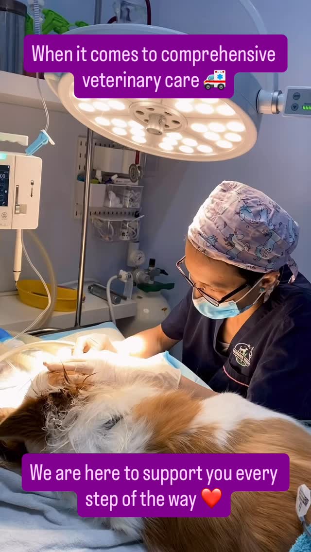 ๐ Surgery day can be a little scary โ for both pets and their families โ but our team is here every step of the way. ๐พ
From gentle pre-op care to constant monitoring and a warm, safe recovery, we treat every patient with the same love and attention weโd give our own. ๐ถ๐ฑโจ
Seeing them wake up, wag their tails, and head home to heal brings us so much joy. Thank you for trusting us with your precious ones. ๐
