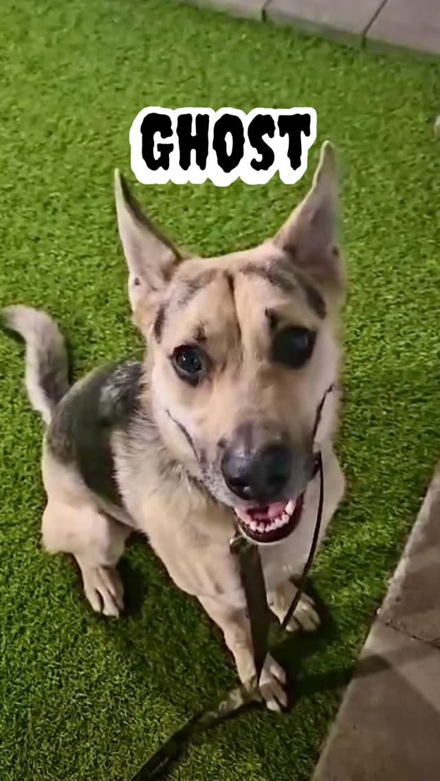 👻 GHOST 👻
Welcome Ghost! He’s in my board and train program. This guy has had other trainers before that just used an e-collar only. So trying to retire his brain a bit. Wanting him to try and learn proper communication between human & dogs. Also working on his reactivity, which is he is highly reactive on a leash.
Got him on the Slat Mill, getting him to use his brain, tire him out some and getting in a little wrestling & socialization with misfit. He’s also working on that eye contact & asking for permission to get in doors.
Stay tuned for more with Ghost!
#abetterpetdogtraining #boardandtraindogtraining #lasvegasdogtrainer #dogboardinglasvegas #dogsoflasvegas #vegasdogs #dogreels #explore #fypシ #boardandtrainprogram #retrainyourbrain #atraineddogisahappydog #learning #slatmill #dogsofinstagram #mustlovedogs #doglife