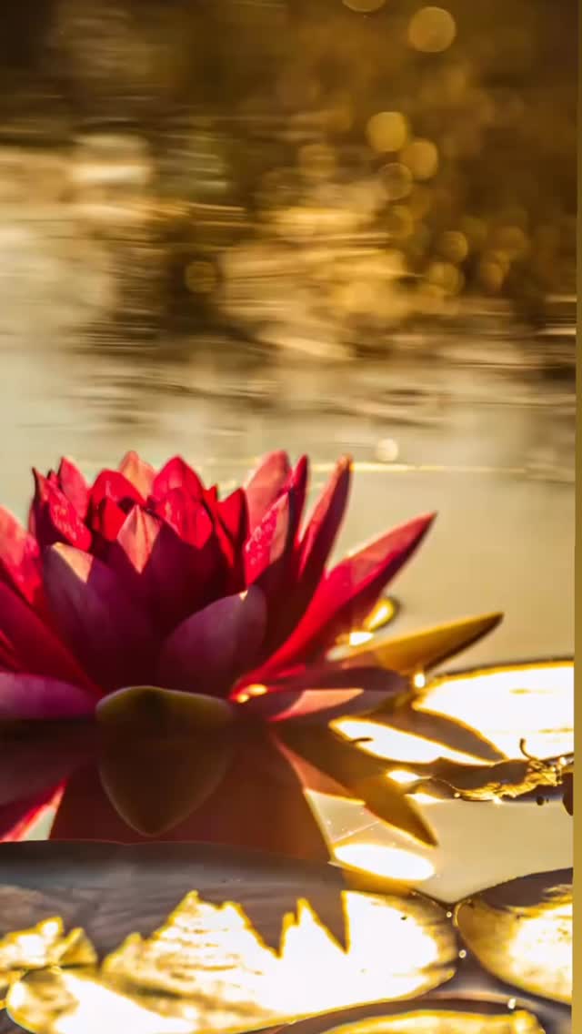 In Ayurveda, this is the essence of health; to understand your unique nature (Prakriti) and live in harmony with it.
Your truth is your natural state. The rhythm, pace, and way of being that feels deeply right for you. It’s how your body, mind, and spirit express balance when free from outside noise or expectation.
Living your truth means listening to your inner signals, choosing what nourishes you, and honouring the energy that feels most authentic. That could be stillness, creativity, rest, or action.
When you align with your truth, you return to balance and from that balance, health naturally flows. ✨
🌸 Curious to discover your own constitution?
👉DM me for the Dosha Quiz to find out your dosha type (your constitution).
#Ayurveda #LifestyleAlchemy #AyurvedicWisdom #AuthenticLiving #BalanceFromWithin