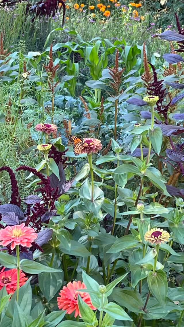 The great big harvest of 2025!
A 3 day marathon to harvest everything we could before our first frost!
A beautiful and satisfying sight seeing the barn and kitchen full of all our hard work!
Thank you to everyone who helped make it happen ♥️
Merry Frostmas!