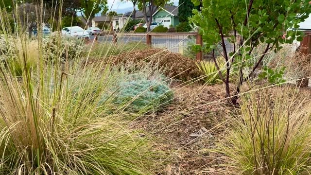 The season is a changing. Yes, even California has her own special fall colors. Burt orange Buckwheat, golden grasses, yellow maple leaves. Using California native plants in the garden creates a design that is never static and is always changing with the season. Added bonus, the gentle fall breeze makes the bunch grasses dance in the garden.
.
#landscapedesigner #fallplants #californianativeplants #sustainablelandscaping