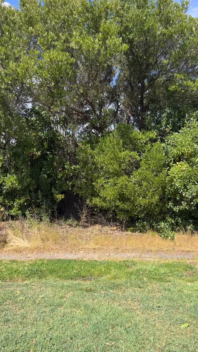 Presenting
*
Jessie Christieson @jessiechristieson.art
*
View her works in our gallery, link in bio
*
Silent auction November 1st and 2nd, gold coin entry. Gala night and live auction November 2nd, ticket link in bio