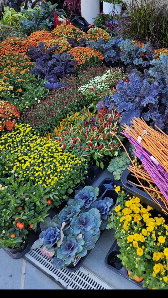 ✨ Some lucky home is getting a fall flower makeover! 🍁🌻
There’s just something magical about the way autumn colors bring a space to life — golden mums, cascading kale, and bursts of fiery coleus turning every corner into a cozy dreamscape. Whether it’s a porch, patio, or garden, the fall palette never fails to wow.
Stay tuned to see this transformation in full bloom! 🌾✨
#FallMakeover #SeasonalColor #ChicagoBloom #FallFlowers #GardenDesign #AutumnVibes #ContainerGardening #PlantStylist #TuBloom #FlowerPower #LandscapeDesign #GardenInspo #OutdoorLiving #GardenGoals #NatureLover #MumsTheWord #ColorCrush #SeasonalDecor #BloomWhereYouArePlanted #TuBloomDesign #tubloom