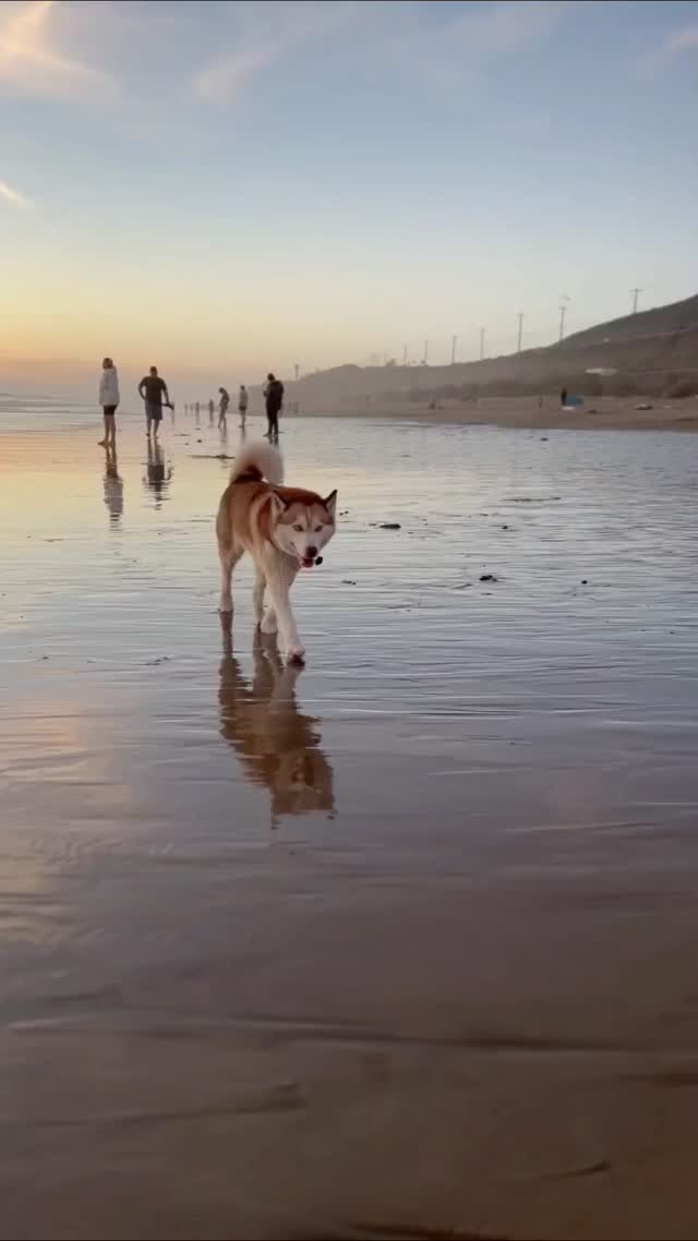 🐾 ¿Sabías que puedes viajar por el mundo sin pagar alojamiento?
En nuestra última entrada del blog te explicamos cómo funciona TrustedHousesitters, la plataforma que te permite cuidar mascotas y alojarte GRATIS en más de 130 países 🌎.
📲 Léelo completo en 👉 www.chollosquevuelan.com
#TrustedHousesitters #ViajarBarato #ViajarConMascotas #AlojamientoGratis #ChollosQueVuelan #AhorraViajando #TravelSpain #ViajerosInteligentes #NómadasDigitales #ViajarPorElMundo #ViajarEnPareja #ViajarConEstilo #ViajesConSentido #ChollosDeViaje