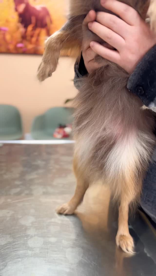 Kleine Hündin, große Gebärmutter, kleiner Schnitt, alles gut!