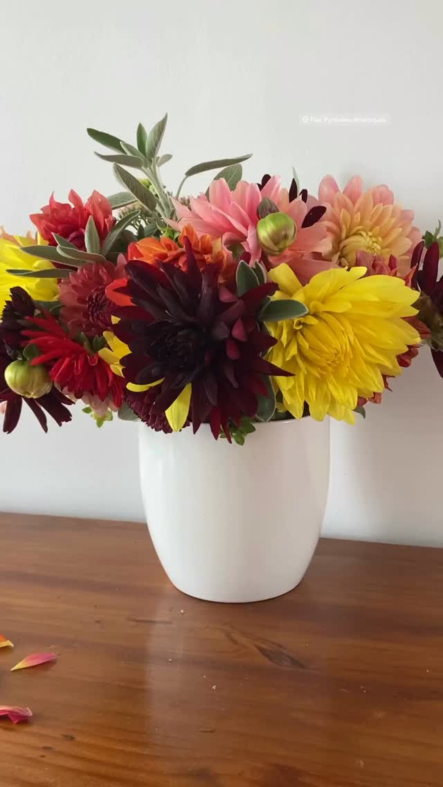 Autant vous le dire tout suite: on est tombé instantanément sous le charme de ces couleurs automnales !
L’automne a encore des fleurs à offrir et dans des teintes fabuleuses !
On a même envie de garder le moindre pétale.
#orvegetalpau #artisanfleuriste #fleuristepau #paumaville #flowershop #designervegetal #flowerpower