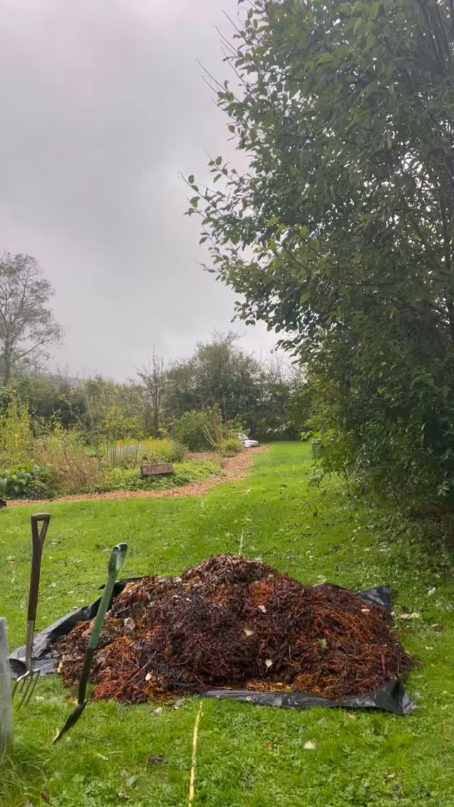 Herbal helpers 💚🌿
Massive THANK YOU to my autumn herbal helpers: Amy, Emily, Iain, Katie and Shaye for braving the torrential rain and hurricane force winds of storm Amy over the weekend to come and weed the garden, press tinctures and help get the root harvest in.
This amazing team took the power cuts in their stride and didn’t flinch when the jobs lost changed to ‘cut our way out of the driveway and shift logs!’
Amazingly we still managed to get loads done and enjoy ourselves!
I’ll be releasing dates for herbal helpers 2026 on my upcoming newsletter, so keep your eyes open for that.
Hoping for less chaotic weather next year 🤞
.
.
.
.
.
#scotlandswildmedicine #herbalmedicine #herbalmedicinemaking #herbalhelpers #volunteer #herbgarden