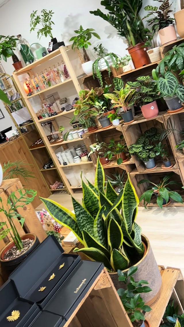 Jēra, c’est plus qu’une jardinerie urbaine, c’est un lieu de vie pour les amoureux des plantes 💚
Situé au cœur de Domont, notre petit cocon a été pensé pour vous offrir une parenthèse végétale en plein centre ville 🫶🏼
Notre équipe vous accueille avec le sourire, vous conseille avec passion & vous accompagne pas à pas dans toutes vos aventures botaniques 🌱
Vous y trouverez :
✨ des plantes originales
🪴 des cache-pots & des pots de culture
🇫🇷 des engrais bios & français
🤲🏼 des substrats prêts à l’emploi
🌱 une gamme de soins pour les plantes
🔮 un coin lithothérapie
🎁 de la papeterie, des jeux & des cadeaux
Le tout dans une atmosphère chaleureuse & accueillante 🥰
Si vous n’êtes encore jamais passé nous voir, c’est le moment de venir découvrir la boutique 💚
Et si vous n’êtes pas du coin, laissez-vous inspirer par notre sélection directement sur notre e-shop 😉
👉🏼 www.jeraplantshop.com
📍 Jēra, 51 avenue Jean Jaurès, Domont