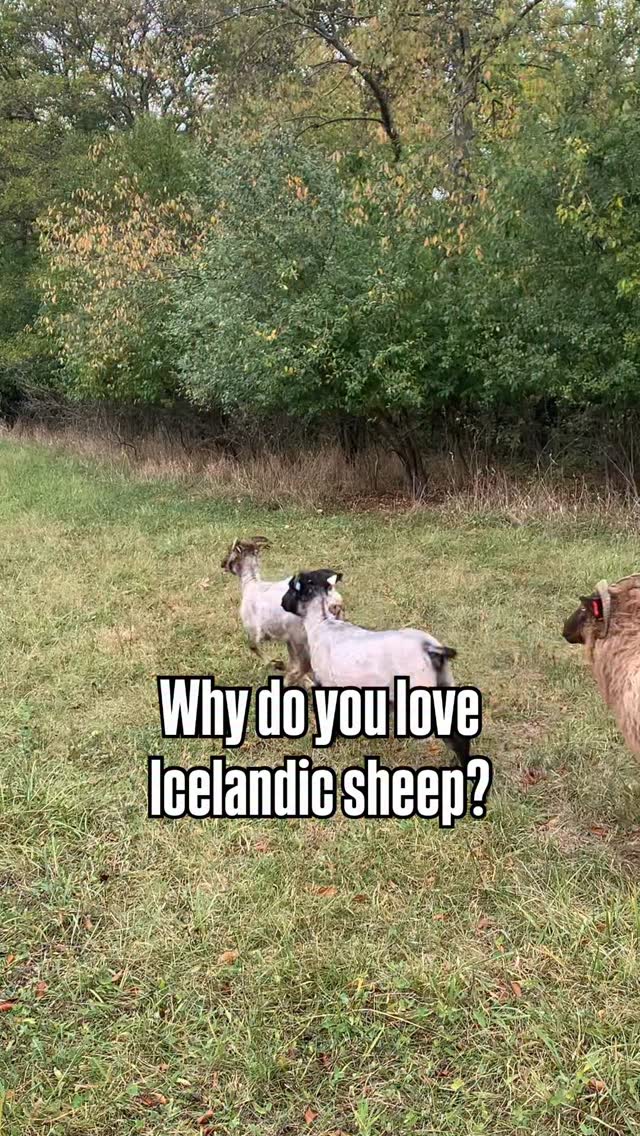 I have to start this with a hug for anyone who has gotten sick, gotten hurt, had the kids leave, had the husband leave… & been left with more work then they could do in a day. It has to be said. It’s really hard & like so many other things, you can’t fully understand until life knocks you around a bit & you get a new perspective.
5 days after getting the boot off my broken foot, I’m still emotionally tender. I never fully understood farmers selling off after the kids left. I get it now. It’s hard. One small thing can go wrong & you’re left with the work & the bills & the stress that were shouldered by a family & suddenly they collapse on you. I see you ♥️ Mine is minuscule in comparison… & yet, it took me as low as I can remember in a long time.
I can put a smile on just about anything, but for the last dozen years my husband has led wounded veteran hunts in Colorado for all of September. It has become a cherished time for him, filled with people who are like family. I’m very self reliant. It’s never been an issue. I would never disrupt it for the world. I broke my foot 2 days before he left. My youngest daughter started college & I lugged bins up 2 levels of stairs in a boot because she’s my baby, & I’m invincible, but when it came to a new 65 lb LGD puppy, a big processing date, vetting rams & drawing blood before they leave, transporting sheep alone, & not even attempting to move 106 sheep alone… I grew so incredibly weary, BUT the upside is… shepherding keeps pushing you forward. You can’t stop, zone out on a screen, check out emotionally or mentally, self medicate with things you shouldn’t, because shepherding is built on a flock of sheep that looks to you for care. No matter how tired, how sad, how disillusioned you become… that flock is depending on you, & although the quality of care may vary because you can’t physically do everything you’d like to, you can’t drop the ball because they are looking at you across a drought stricken field & you’re going to dig REALLY deep- for them.
Continued… ⬇️