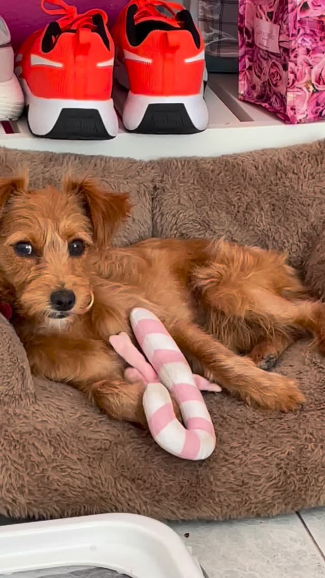 Quando la mia cagnolina decide che lo yoga è affare di famiglia 🐾🧘♀️💖
Preparatevi: nel prossimo corso per bambini ci sarà anche lei… la mia dog guru! 🐶✨