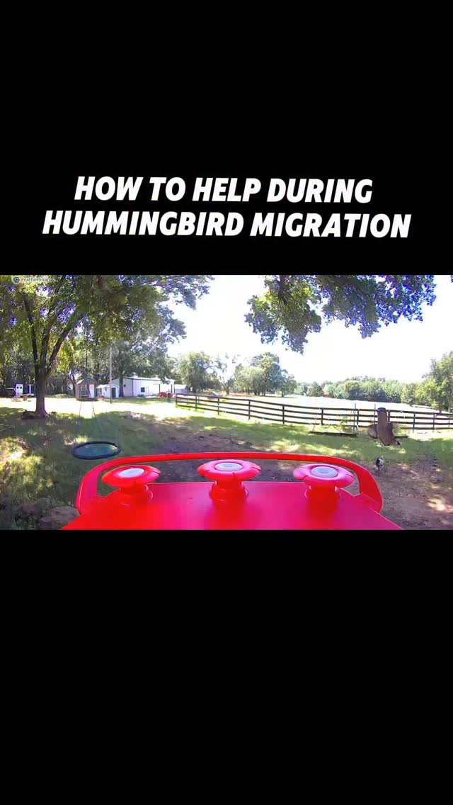 It’s World Migration Day and thanks to #feathersnapcam we get front row experience!
#feathersnapcam #hummingbird #migration