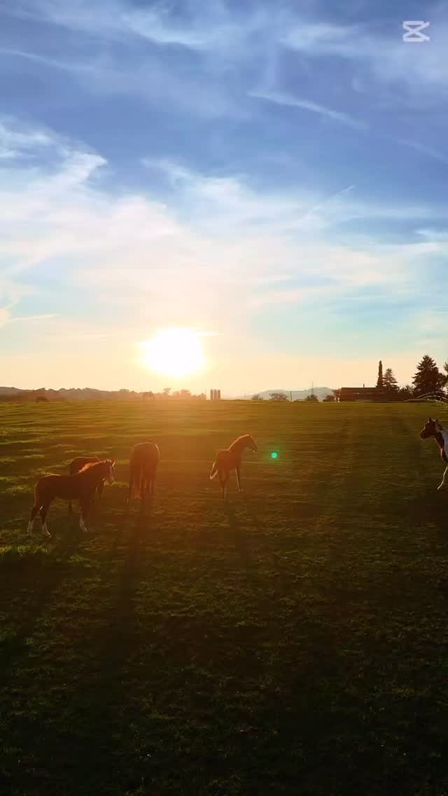 Letzter Abend auf der Weide mit Mama – morgen wartet das Abenteuer Fohlenweide 🌅🐴
So schnell vergeht die Zeit …
Danke an alle Besitzer für das Vertrauen und die schöne gemeinsame Zeit mit euren Stuten und Fohlen 💕
#stallkilchhofer #pferdezucht #fohlenweidevongurbrü #zuchtstutenmanagment #zuchtstutenpension